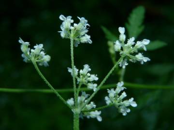 Fotografia da espécie Torilis japonica