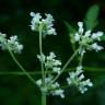 Fotografia 9 da espécie Torilis japonica do Jardim Botânico UTAD