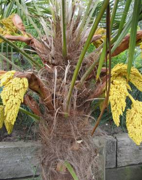 Fotografia 11 da espécie Trachycarpus fortunei no Jardim Botânico UTAD