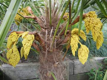 Fotografia da espécie Trachycarpus fortunei