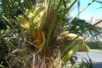 Fotografia da espécie Trachycarpus fortunei