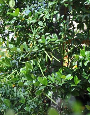 Fotografia 6 da espécie Trachelospermum jasminoides no Jardim Botânico UTAD