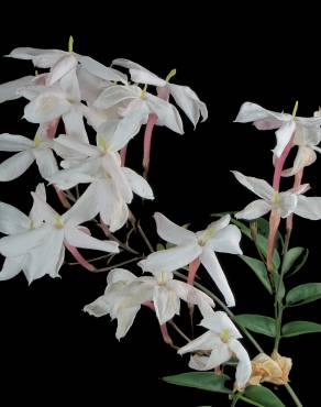 Fotografia 7 da espécie Trachelospermum jasminoides no Jardim Botânico UTAD