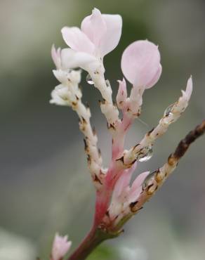 Fotografia 8 da espécie Trachelospermum jasminoides no Jardim Botânico UTAD