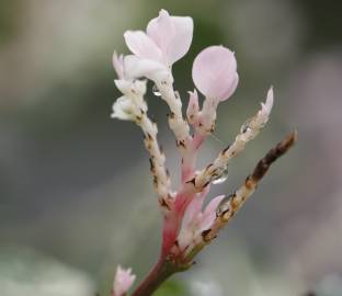 Fotografia da espécie Trachelospermum jasminoides