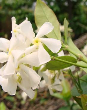 Fotografia 1 da espécie Trachelospermum jasminoides no Jardim Botânico UTAD