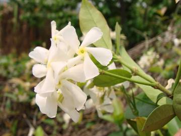 Fotografia da espécie Trachelospermum jasminoides