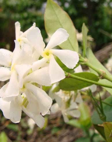 Fotografia de capa Trachelospermum jasminoides - do Jardim Botânico