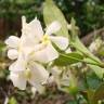 Fotografia 1 da espécie Trachelospermum jasminoides do Jardim Botânico UTAD