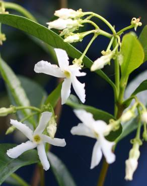 Fotografia 9 da espécie Trachelospermum jasminoides no Jardim Botânico UTAD