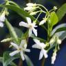 Fotografia 9 da espécie Trachelospermum jasminoides do Jardim Botânico UTAD