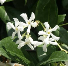 Fotografia da espécie Trachelospermum jasminoides