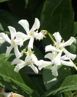 Fotografia 10 da espécie Trachelospermum jasminoides no Jardim Botânico UTAD