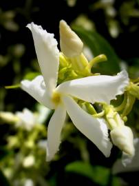 Fotografia da espécie Trachelospermum jasminoides