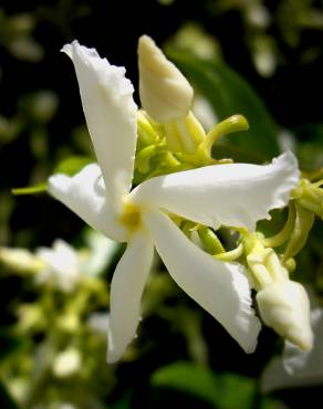 Fotografia 12 da espécie Trachelospermum jasminoides no Jardim Botânico UTAD