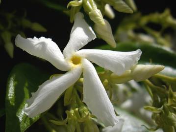 Fotografia da espécie Trachelospermum jasminoides