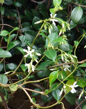 Fotografia 14 da espécie Trachelospermum jasminoides no Jardim Botânico UTAD