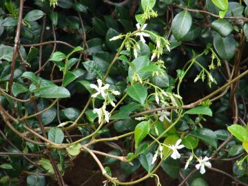 Fotografia da espécie Trachelospermum jasminoides