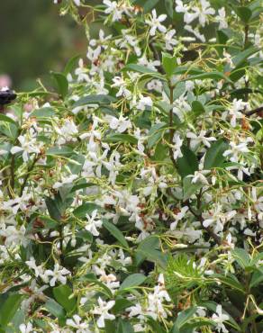 Fotografia 15 da espécie Trachelospermum jasminoides no Jardim Botânico UTAD