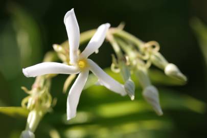 Fotografia da espécie Trachelospermum jasminoides