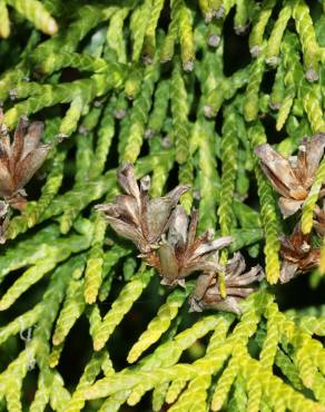 Fotografia 5 da espécie Thuja plicata no Jardim Botânico UTAD