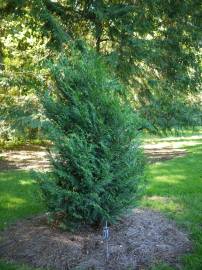 Fotografia da espécie Thuja plicata