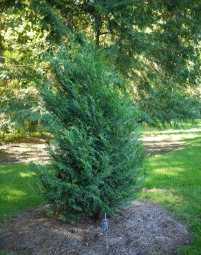 Fotografia 11 da espécie Thuja plicata no Jardim Botânico UTAD