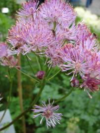 Fotografia da espécie Thalictrum aquilegiifolium