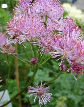 Fotografia 8 da espécie Thalictrum aquilegiifolium no Jardim Botânico UTAD