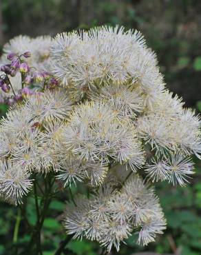 Fotografia 9 da espécie Thalictrum aquilegiifolium no Jardim Botânico UTAD