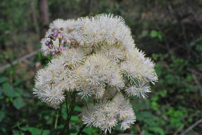 Fotografia da espécie Thalictrum aquilegiifolium