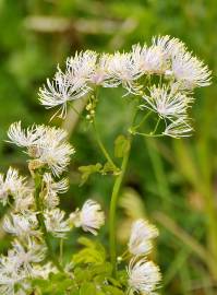 Fotografia da espécie Thalictrum aquilegiifolium