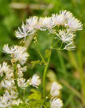 Fotografia 10 da espécie Thalictrum aquilegiifolium no Jardim Botânico UTAD