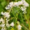 Fotografia 10 da espécie Thalictrum aquilegiifolium do Jardim Botânico UTAD