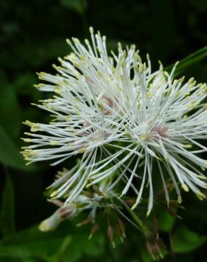 Fotografia 11 da espécie Thalictrum aquilegiifolium no Jardim Botânico UTAD