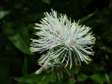 Fotografia da espécie Thalictrum aquilegiifolium