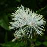 Fotografia 11 da espécie Thalictrum aquilegiifolium do Jardim Botânico UTAD