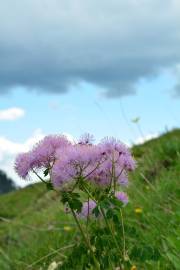 Fotografia da espécie Thalictrum aquilegiifolium