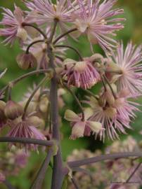 Fotografia da espécie Thalictrum aquilegiifolium