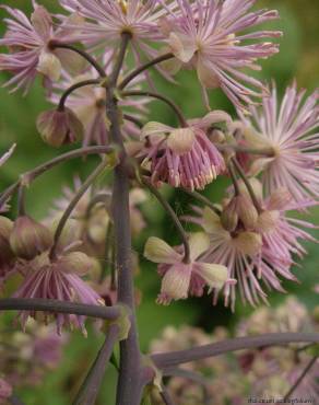 Fotografia 13 da espécie Thalictrum aquilegiifolium no Jardim Botânico UTAD