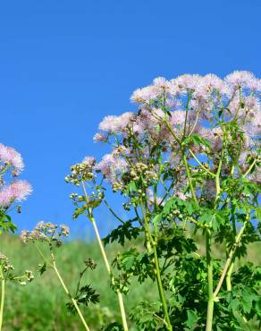 Fotografia 14 da espécie Thalictrum aquilegiifolium no Jardim Botânico UTAD