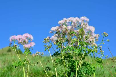 Fotografia da espécie Thalictrum aquilegiifolium