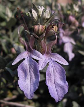 Fotografia 7 da espécie Teucrium fruticans no Jardim Botânico UTAD