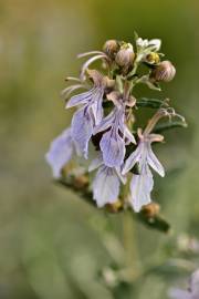 Fotografia da espécie Teucrium fruticans