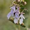 Fotografia 8 da espécie Teucrium fruticans do Jardim Botânico UTAD