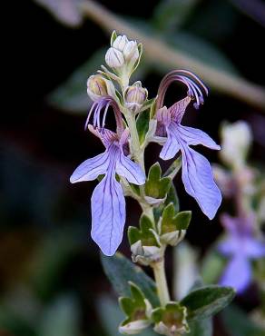 Fotografia 9 da espécie Teucrium fruticans no Jardim Botânico UTAD