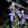 Fotografia 9 da espécie Teucrium fruticans do Jardim Botânico UTAD