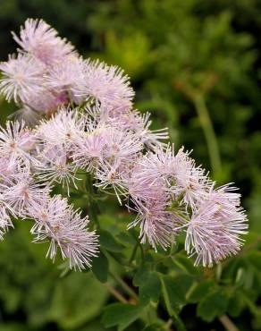 Fotografia 15 da espécie Thalictrum aquilegiifolium no Jardim Botânico UTAD