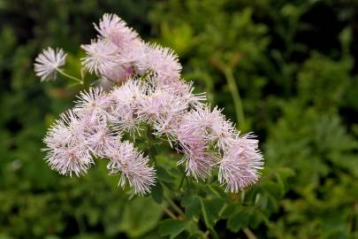 Fotografia da espécie Thalictrum aquilegiifolium