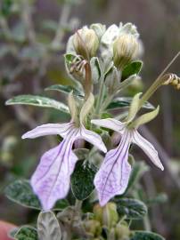 Fotografia da espécie Teucrium fruticans